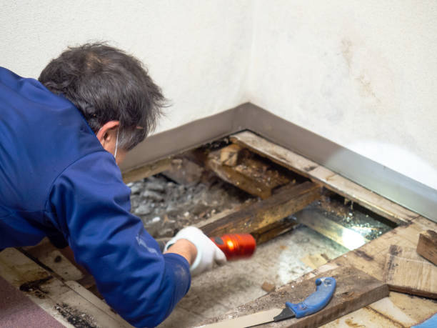 Best Residential Mold Remediation in Wickenburg, AZ