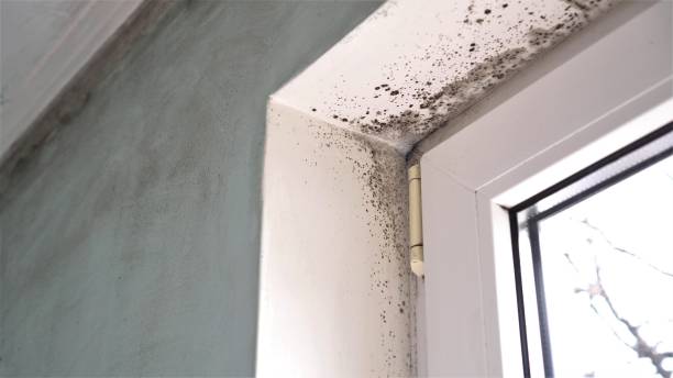 Best Commercial Mold Remediation in Wickenburg, AZ