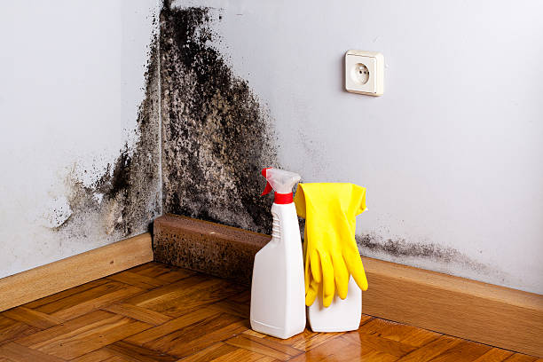 Professional Mold Remediation in Wickenburg, AZ