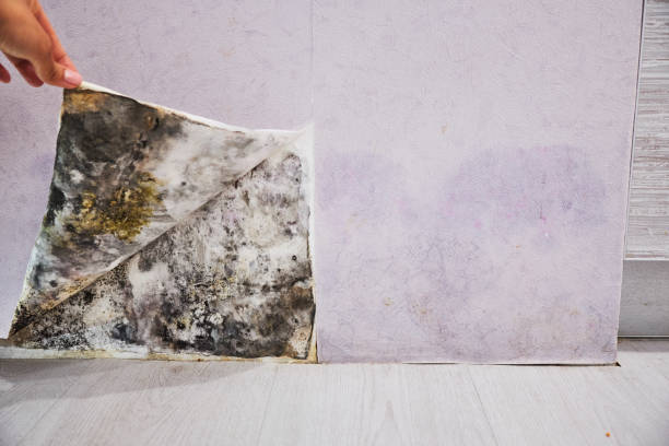 Best Basement Mold Remediation in Wickenburg, AZ